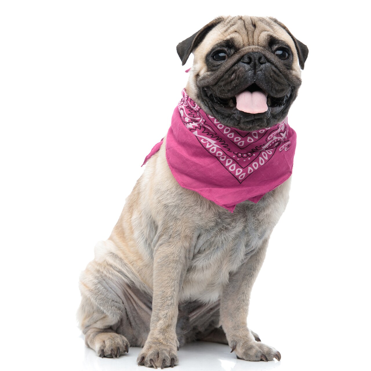 Paisley Polyester Set of 3 Dog & Cats Bandana Triangle Bibs - Regular Size